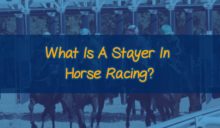 What Is A Stayer In Horse Racing?